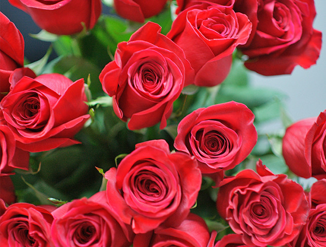 25 красных роз премиум голландская 80-90 см Фото